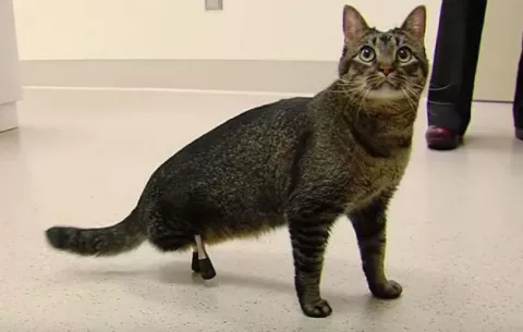 Vincent, el gato que volvió a caminar gracias a unas prótesis 