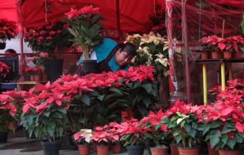 La flor de Nochebuena, la contribución mexicana a la Navidad