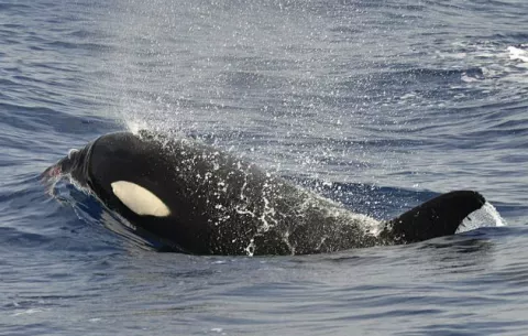 Ruido de las lanchas rápidas molesta a las orcas, según estudio