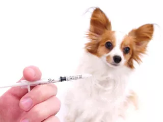 Logran producir primeros perros "in vitro" en el mundo