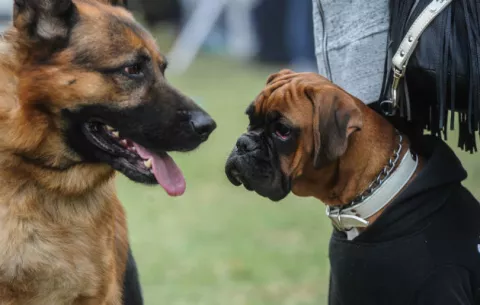  Perros del sureste asiático tienen mayor diversidad genética, según estudio