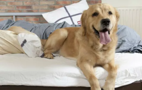 ¿Problemas de sueño? Invita a tu mascota a la cama