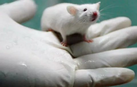 Científicos logran mejorar la memoria de ratones con Alzheimer