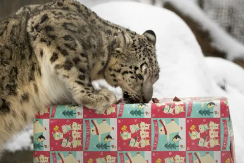 Dan regalos de Navidad a animales del zoológico de Nebraska 