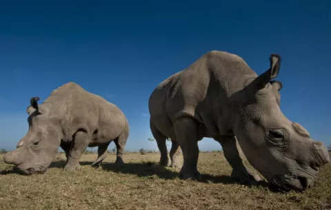 Fecundación "in vitro" para salvar al rinoceronte blanco