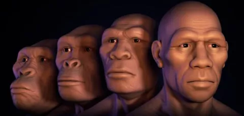 Rostro humano ha evolucionado en función del tamaño del cerebro