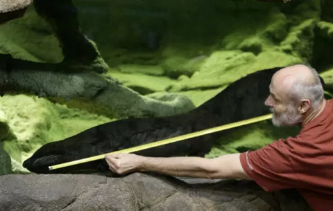 Zoológico de Praga dice tener la salamandra más grande
