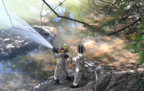 Cinco personas atendidas tras ataque de abejas africanizadas en Veraguas