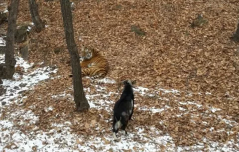 Extraña amistad entre cabra y tigre puede haber terminado