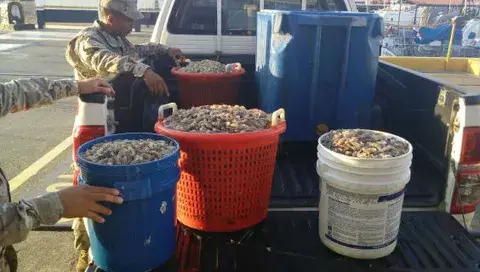 ARAP realiza inventarios en comercios previo a la veda del camarón