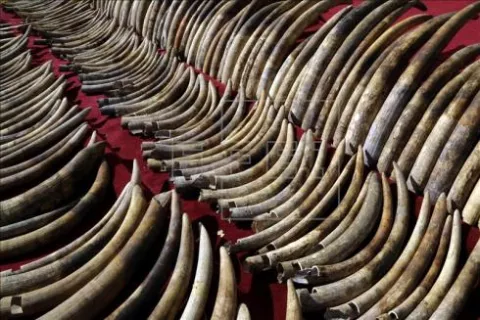Sri Lanka destruye más de 300 colmillos de elefante para dar ejemplo