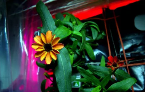 La NASA presenta fotos de la primera flor nacida en la Estación Espacial 