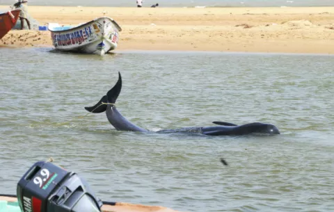 Más de 80 ballenas encallan en costas de la India