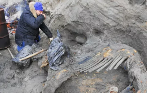 Restos de mamut cazado muestran presencia humana en el Ártico