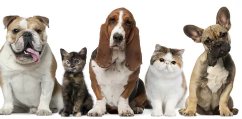 Fumar también es malo para la salud de tus mascotas