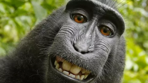 Juez rechaza que un mono tenga derechos de autor por selfie