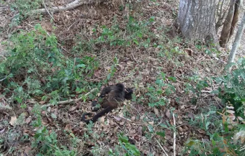 Investigan mortandad de monos en Parita 