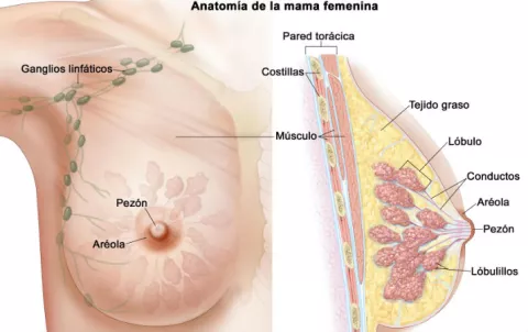 Picor en la mama: Cuáles son las causas