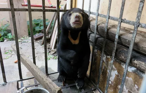  Vietnam pone en jaque al comercio de bilis de oso