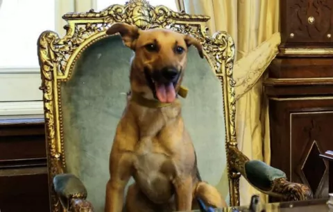  Balcarce, el primer perro que llega al sillón presidencial de Argentina