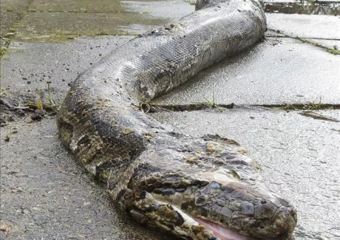 Ola de frío aumenta la caza de serpientes pitón en competición en EE.UU.