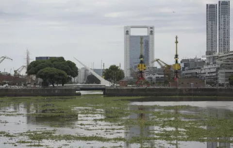 Una alfombra de plantas acuáticas vuelve verde el Río de la Plata en Buenos Aires