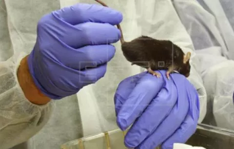 Investigadores de la UAB hallan una proteína que mejora la movilidad 
