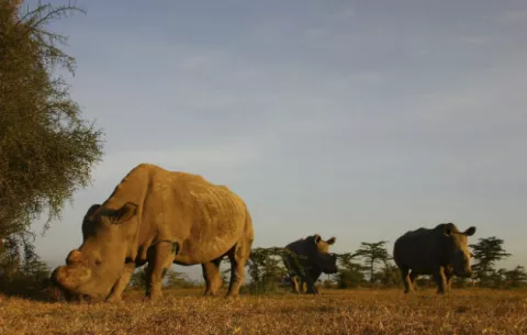 Cae ligeramente la caza furtiva de rinocerontes en Sudáfrica