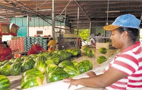 Sandías de Panamá llegan a mercados holandeses