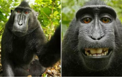 Mono se hace un 'selfie' y le niegan los derechos de autor