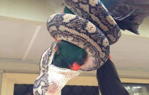 Captan a una enorme pitón mientras se come un loro 
