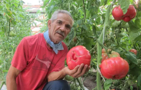 Agricultores chilenos rescatan el "tomate con sabor a infancia"