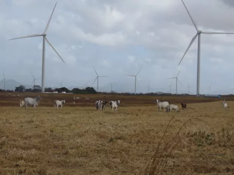  Los arroceros de Coclé reportan grandes pérdidas 