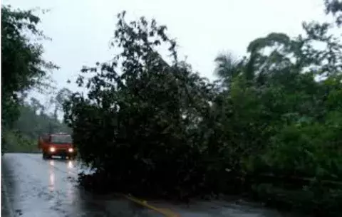 Fuerte lluvia y ráfagas de vientos afectan casas y derriban árboles en Bocas