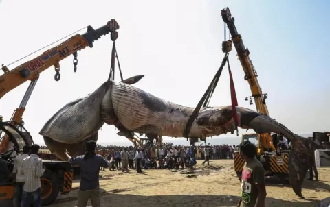Hallada muerta una ballena de 10 metros en una playa de Bombay