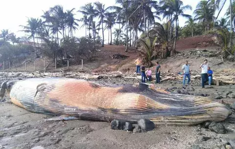 Hallan ballena de 44 pies en playa Estero de Las Tablas