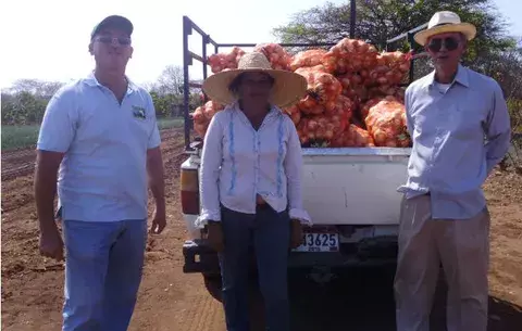 Inicia zafra de cebollas en Los Santos