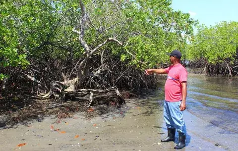 Piden veda de concha negra en comunidades de Golfo de Montijo