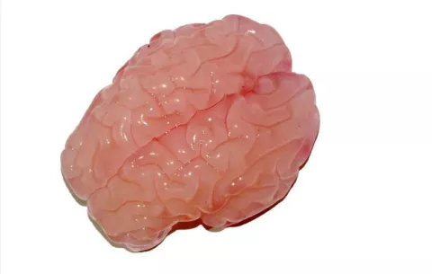 Crean una réplica en 3D del cerebro humano con todos sus pliegues y cavidades
