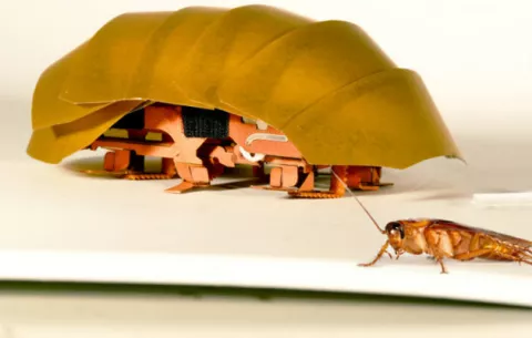 Robot cucaracha ayudará en derrumbes de edificios 