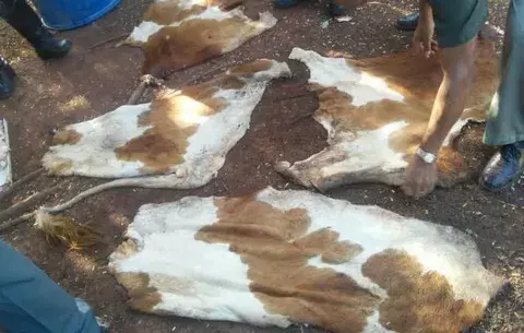 En La Chorrera, los capturan descuartizando una res