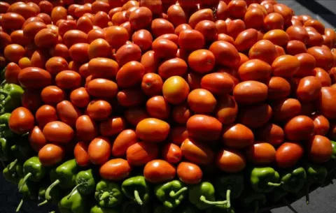 Descubren cómo los tomates adquieren su color rojo al madurar las semillas