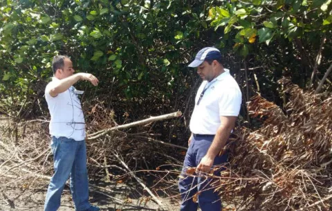 Investigan devastación de mangle blanco en playa El Agallito