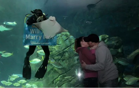 Propuesta de matrimonio al estilo marino 