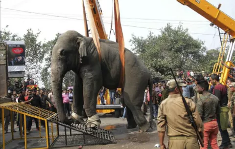  Un elefante salvaje siembra el pánico en una ciudad de la India
