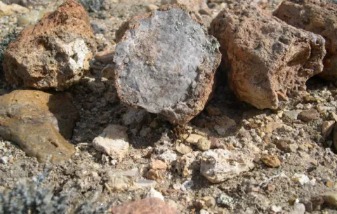 Hallan en Argentina un yacimiento de fósiles de unos 140 millones de años