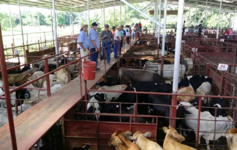 Plan contra la sequía para ganaderos en Chiriquí requiere de $2.1 millones