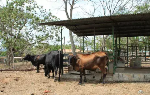 Siguen registrándose casos de hurto pecuario en La Chorrera y Capira