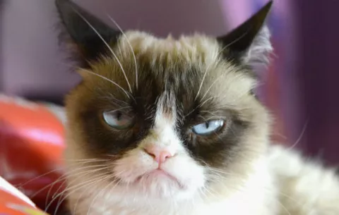 Los emoticones no son suficientes, ahora llegan los GIF para Twitter