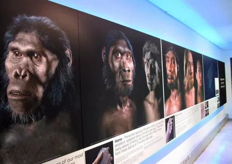Los homínidos pudieron entrar en Europa hace 900.000 años por la Península Ibérica